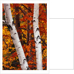 Birch and Maple Trees in Autumn by Anonymous