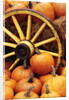 Pumpkins on Display by Anonymous
