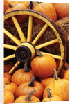 Pumpkins on Display by Anonymous