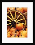 Pumpkins on Display by Anonymous