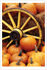 Pumpkins on Display by Anonymous