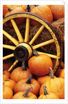 Pumpkins on Display by Anonymous