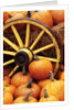 Pumpkins on Display by Anonymous