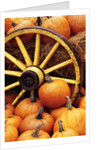 Pumpkins on Display by Anonymous