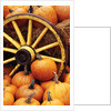 Pumpkins on Display by Anonymous