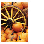 Pumpkins on Display by Anonymous