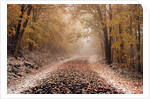 Fresh Snow on a Rural Road by Anonymous