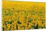 Field of Sunflowers by Anonymous