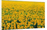 Field of Sunflowers by Anonymous