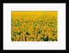 Field of Sunflowers by Anonymous