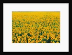 Field of Sunflowers by Anonymous