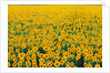 Field of Sunflowers by Anonymous