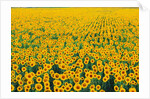 Field of Sunflowers by Anonymous