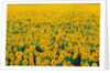 Field of Sunflowers by Anonymous