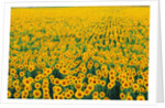 Field of Sunflowers by Anonymous