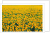 Field of Sunflowers by Anonymous