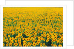 Field of Sunflowers by Anonymous