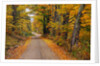 New England Road in Autumn by Anonymous
