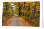 New England Road in Autumn by Anonymous