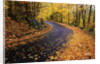 Autumn Leaves on a Curved Road by Anonymous