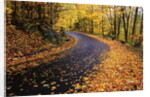 Autumn Leaves on a Curved Road by Anonymous