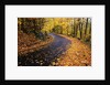Autumn Leaves on a Curved Road by Anonymous
