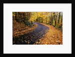 Autumn Leaves on a Curved Road by Anonymous