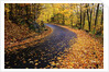 Autumn Leaves on a Curved Road by Anonymous