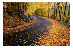 Autumn Leaves on a Curved Road by Anonymous