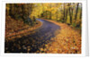 Autumn Leaves on a Curved Road by Anonymous