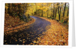 Autumn Leaves on a Curved Road by Anonymous