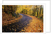 Autumn Leaves on a Curved Road by Anonymous