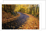 Autumn Leaves on a Curved Road by Anonymous