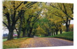 Rural Road in Autumn by Anonymous