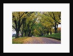 Rural Road in Autumn by Anonymous