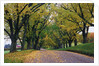 Rural Road in Autumn by Anonymous