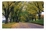 Rural Road in Autumn by Anonymous