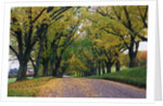 Rural Road in Autumn by Anonymous