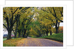 Rural Road in Autumn by Anonymous