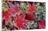 Frost on Japanese Maple and Azalea Leaves by Anonymous