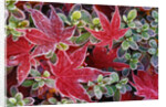 Frost on Japanese Maple and Azalea Leaves by Anonymous