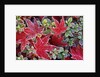 Frost on Japanese Maple and Azalea Leaves by Anonymous