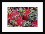 Frost on Japanese Maple and Azalea Leaves by Anonymous