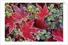 Frost on Japanese Maple and Azalea Leaves by Anonymous