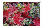 Frost on Japanese Maple and Azalea Leaves by Anonymous