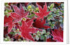 Frost on Japanese Maple and Azalea Leaves by Anonymous