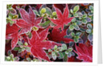 Frost on Japanese Maple and Azalea Leaves by Anonymous