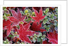 Frost on Japanese Maple and Azalea Leaves by Anonymous