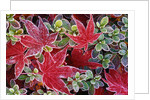 Frost on Japanese Maple and Azalea Leaves by Anonymous