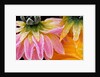 Frost on Dahlia Petals by Anonymous